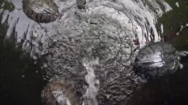 Kırmızı kulaklı tatlı su kaplumbağaları gölette yüzerler.
