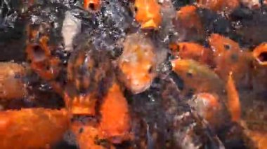 koi sazan balığı - evcilleştirilmiş sazan balığının dekoratif bir formu