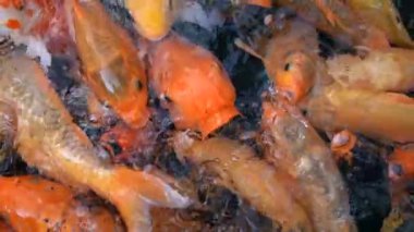 koi sazan balığı - evcilleştirilmiş sazan balığının dekoratif bir formu