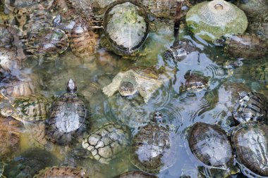 Kırmızı kulaklı tatlı su kaplumbağaları gölette yüzerler.                               
