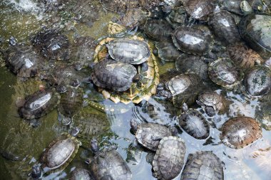 Kırmızı kulaklı tatlı su kaplumbağaları gölette yüzerler.