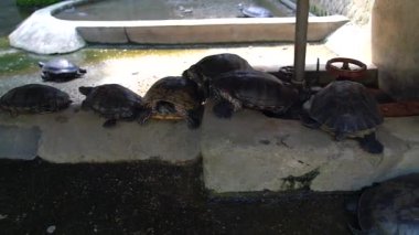 Kırmızı kulaklı tatlı su kaplumbağaları gölette yüzerler.