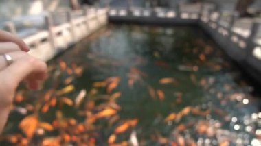 koi sazan balığı - evcilleştirilmiş sazan balığının dekoratif bir formu