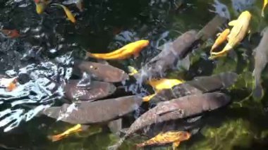 koi sazan balığı - evcilleştirilmiş sazan balığının dekoratif bir formu
