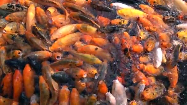 Carpa Koi Una Forma Decorativa Carpa Addomesticata — Video Stock