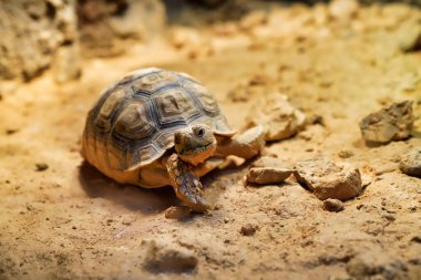 Geochelone sulcata çöl kaplumbağası.                                   