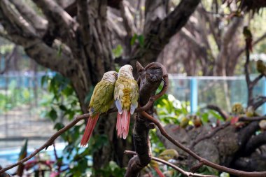 İki papağan birbirine sokulmuş bir dalda oturuyor.                               