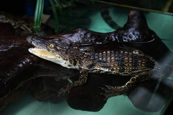 Mały Krokodyl Pływa Akwarium — Zdjęcie stockowe