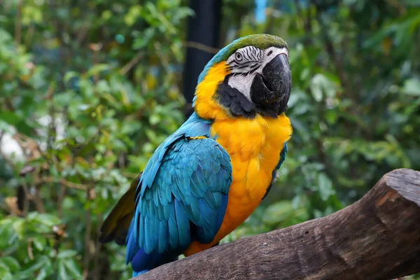 Niebiesko Żółte Macaws Siedzi Gałęzi Drzewa — Zdjęcie stockowe
