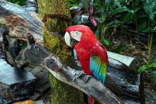 Guacamayo Manchado Rojo Azul Sienta Una Rama Árbol — Foto de Stock