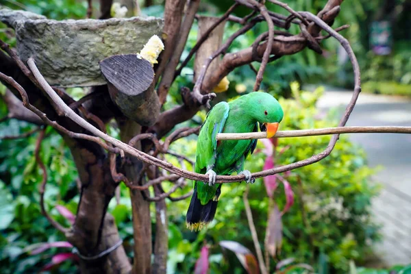 Noble Loro Verde Rojo Ave Familia Los Periquitos — Foto de Stock