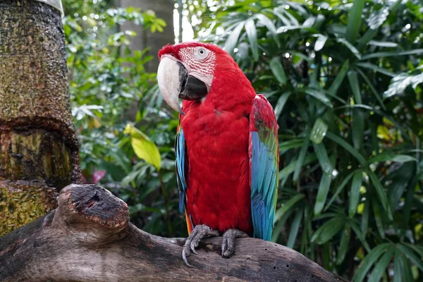 Czerwono Niebieska Plamista Macaw Siedzi Gałęzi Drzewa — Zdjęcie stockowe