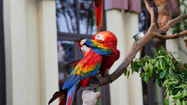 Papagaios Arara Vermelho Sentado Uma Filial Parque — Fotografia de Stock