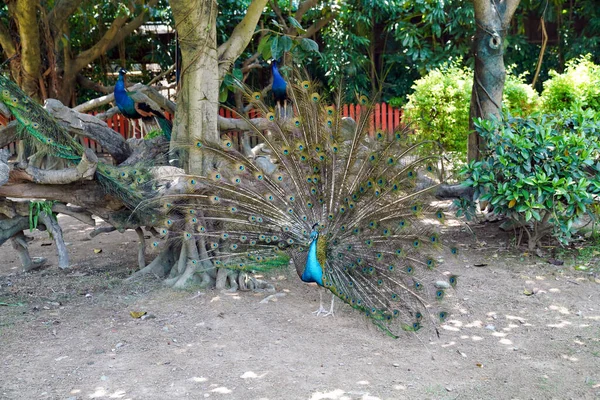 Peacock Spread Its Feathers — Stock Photo, Image