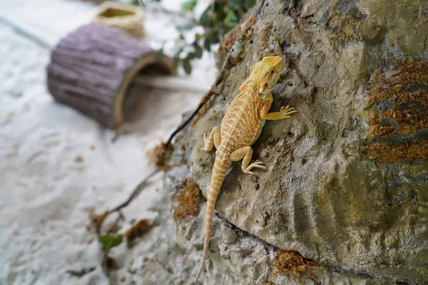 Sakallı Bir Agama Kertenkelesi Bir Kayanın Üzerinde Yatıyor — Stok fotoğraf