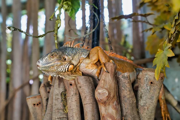 Guana Iguanidae Familyasından Büyük Bir Ağaç Kertenkelesi Cinsidir — Stok fotoğraf