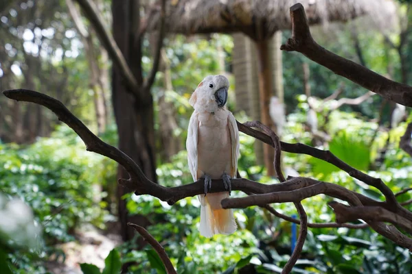 Mniejszy Żółtoczuby Kakadu Jest Ptakiem Rodziny Kakadu — Zdjęcie stockowe