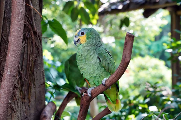 Amazonka Żółtodzioba Czyli Suriman Amazonka Jest Ptakiem Rodziny Papug — Zdjęcie stockowe