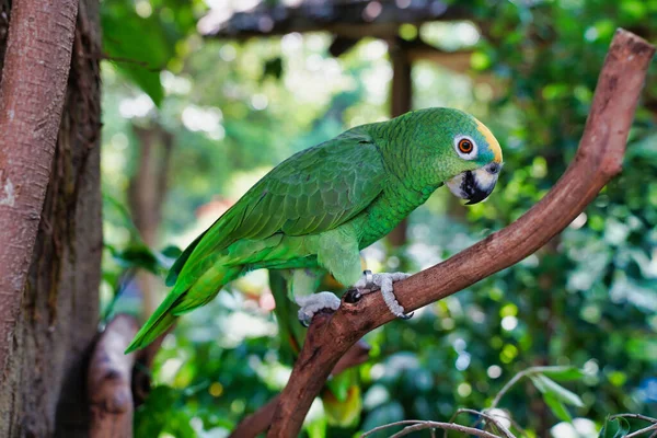 Amazônia Frente Amarela Amazônia Suriman Uma Ave Família Dos Periquitos — Fotografia de Stock