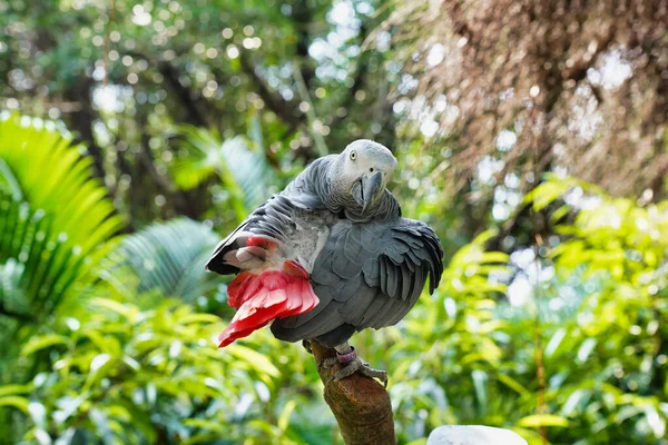 Jacko Loro Sienta Una Rama Zoológico —  Fotos de Stock