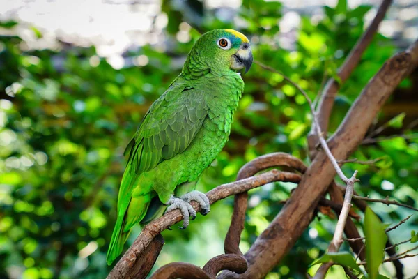 Papagaio Verde Bonito Sentado Uma Árvore — Fotografia de Stock