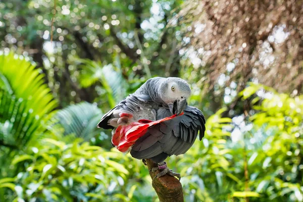 Jacko Parrot Sits Branch Zoo — Stock Photo, Image