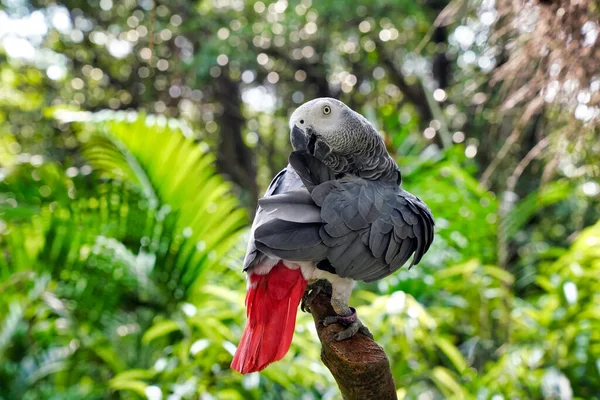 Jacko Papagaio Senta Ramo Zoológico — Fotografia de Stock