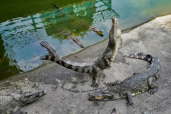 Large Crocodile Hunts Piece Meat — Stock Photo, Image