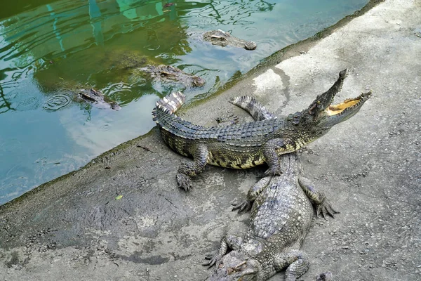Krokodil Mit Weit Geöffnetem Maul — Stockfoto