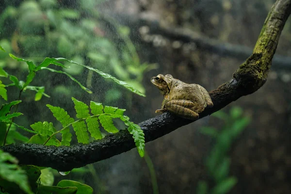 Bir Kurbağa Yağmurda Bir Dala Oturur — Stok fotoğraf