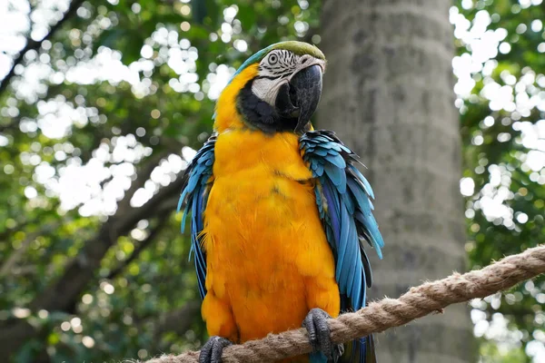 Niebiesko Żółta Macaw Siedzi Gałęzi Drzewa — Zdjęcie stockowe