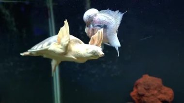 Cyclida Flowerhorn, parlak renkli bir süs balığı ve kırmızı boyunlu kısa boyunlu bir kaplumbağayla akvaryumda yüzen özel şekilli bir kafa.