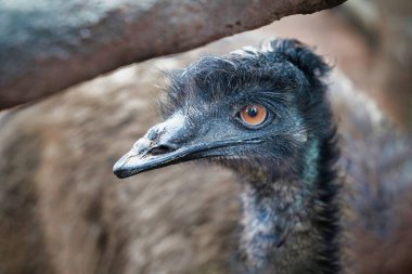 Sevimli bir devekuşunun başını yaklaştır.                               