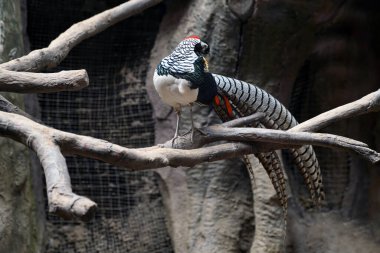 Ağaç dalında oturan elmas sülün.                               