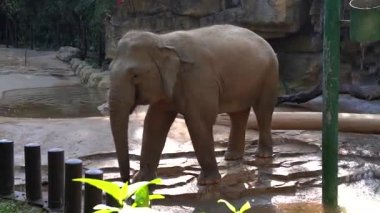 Fil sağa sola sallanıyor.