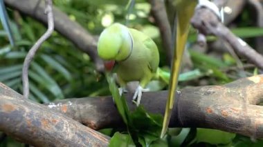 Yumuşak yeşil bir papağan yaprağı ısırıyor.