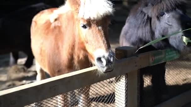 Pony Come Hierba Zoológico — Vídeo de stock