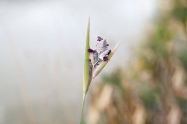 Gölün arka planına toz timsah bayrağı (Thalia deal bata) diker