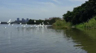 Küçük beyaz balıkçıl bir kuş.