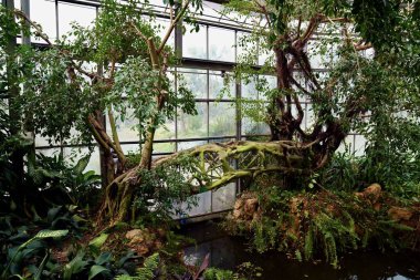 Köprü, ağaçların dallarından örülmüş, onları birbirine bağlıyor.                    