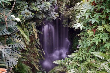 Cymbidium orkidesi, Orchidaceae familyasından bir epifiz bitkisi cinsidir.