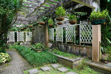 Cymbidium orkidesi, Orchidaceae familyasından bir epifiz bitkisi cinsidir.