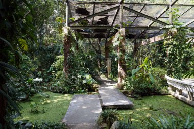 Cymbidium orkidesi, Orchidaceae familyasından bir epifiz bitkisi cinsidir.