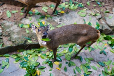 Çin munçak, Çin 'in güneydoğusunda ve Tayvan' da yaygın olarak bulunan bir geyik cinsidir.                      
