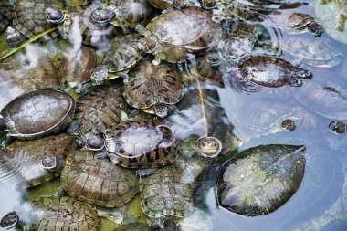Kırmızı kulaklı tatlı su kaplumbağaları gölette yüzerler.                               