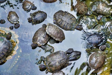 Kırmızı kulaklı tatlı su kaplumbağaları gölette yüzerler.                         