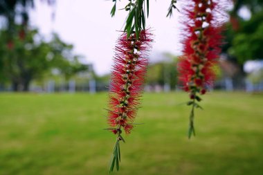 Callistemon rigidum, Myrtle familyasından bir ağaç türü.