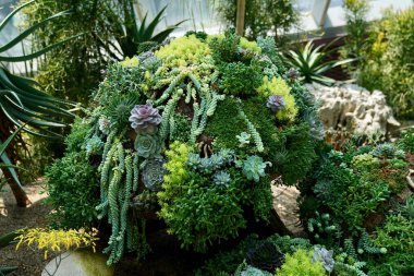 Eheveria. Taş gül olarak bilinen bir bitki. Sulu bitkilere ait uzun ömürlü bir bitki.                               