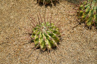 mamilaria camptotricha, kaktüs familyasından çok sayıda cins.                               