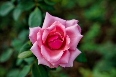 Çay melezi güller gül ailesinde bir klasiktir. Eşsiz aromaları, güzel çiçek şekilleri ve uzun çiçekleriyle sevilirler.                               